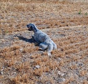 Setter inglese