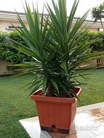 YUCCA in vaso con Doppio Tronco
