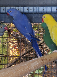 Coppia collari viola 2024 anellati