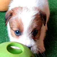 Allevamento BoscoVivo _ Jack Russell Terrier