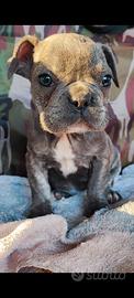 Bulldog francese blu senza pedigree