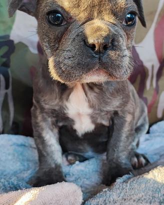 Bulldog francese blu senza pedigree