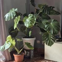 2 MOMSTERA DELICIOSA