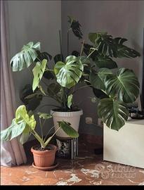 2 MOMSTERA DELICIOSA