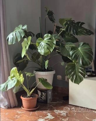 2 MOMSTERA DELICIOSA IN BLOCCO