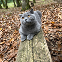 Disponibile per accoppiamento gatto SCOTTISH FOLD