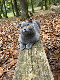 Disponibile per accoppiamento gatto SCOTTISH FOLD