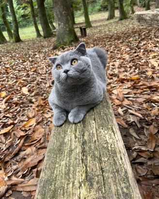 Disponibile per accoppiamento gatto SCOTTISH FOLD