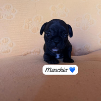 Cuccioli di Bulldog Francese disponibili