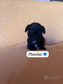 Cuccioli di Bulldog Francese disponibili