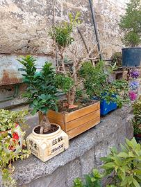 Bonsai
