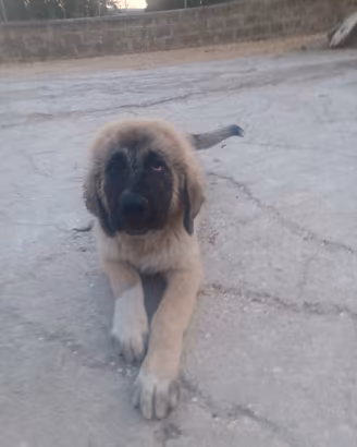 Cucciol