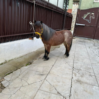 Pony