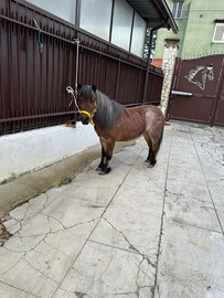 Pony