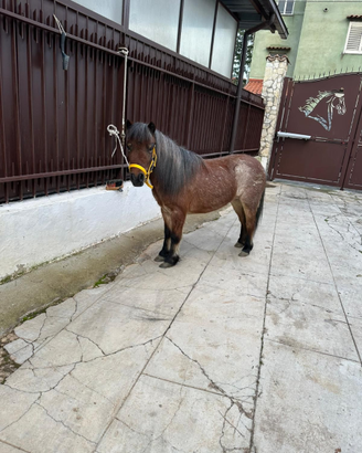 Pony
