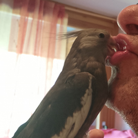 Calopsiti di buon addestramento a mano