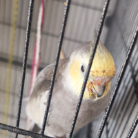 Calopsite silver guance gialle