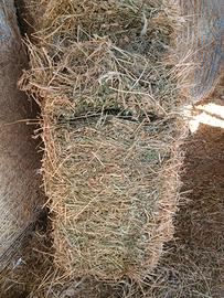 Ballette erba medica