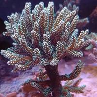 Corallo acquario marino