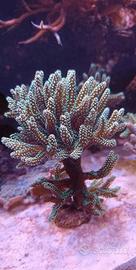 Corallo acquario marino
