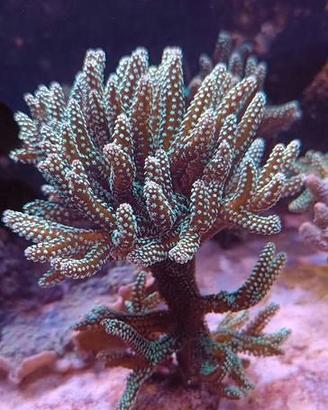Corallo acquario marino
