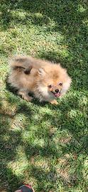 Spitz nano pomerania femmina