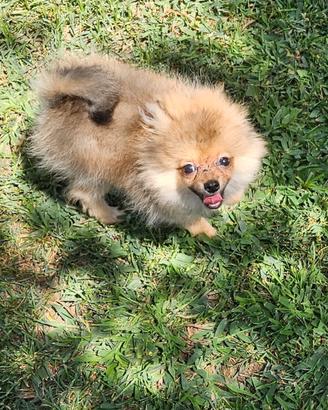 Spitz nano pomerania femmina
