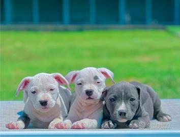 Amstaff blu occhi blu pedigree enci