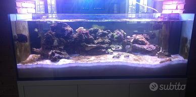Sabbia Acquario marino