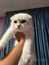 Scottish fold e straight