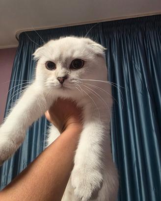 Scottish fold e straight