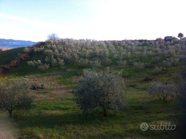 Terreno agricolo con ulivi - Vista 2