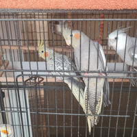 Pappagalli