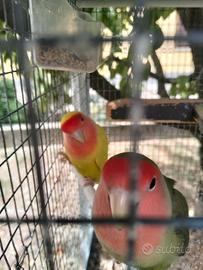 Pappagalli inseparabili