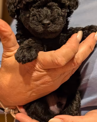 Cuccioli barboncini Toy Nano NERO-BIANCO/CHAMPAGNE