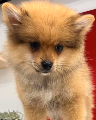 Cuccioli piccolissimi toy di volpino, Spitz mini