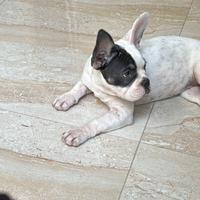 Bulldog francese