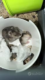 Cuccioli criceti