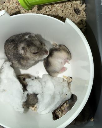 Cuccioli criceti