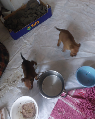Cagnolina pincher