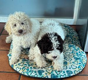 Lagotto Romagnolo