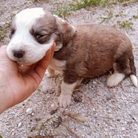 Cane pastore del asia centrale