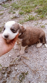 Cane pastore del asia centrale