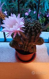 Set 2 polloni di cactus Echinopsis tubiflora  