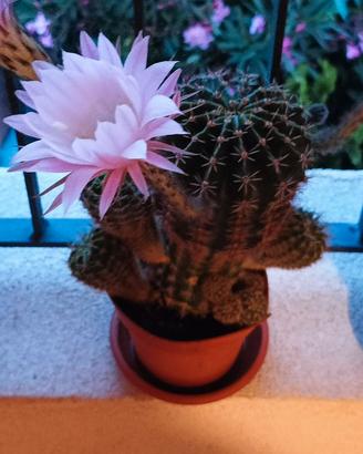 Set 2 polloni di cactus Echinopsis tubiflora  