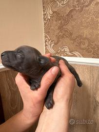 Piccolo Levriero Italiano