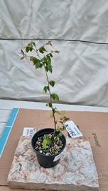 giovane zelkova serrata bonsai