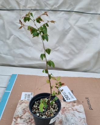 giovane zelkova serrata bonsai