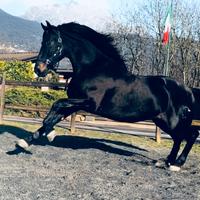 Cavallo Andaluso