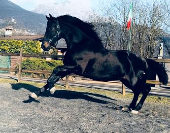 Cavallo Andaluso
